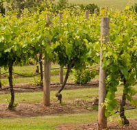 Mt Coghill Vineyard - Accommodation Noosa