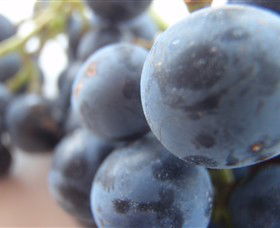 Cannibal Creek Vineyard - Accommodation Noosa 2