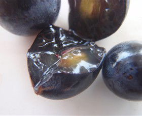 Cannibal Creek Vineyard - Accommodation Noosa 5