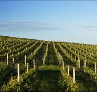 Delamere Vineyard - Accommodation Noosa