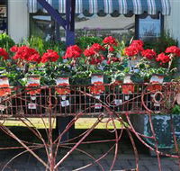 Van Loon's Nursery - Accommodation Noosa