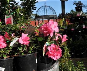 Van Loon's Nursery - Accommodation Noosa 1