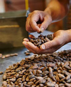 Bright Chocolate - Accommodation Noosa 3