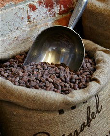 Bright Chocolate - Accommodation Noosa 5