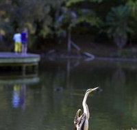 Birdwatching in the South Burnett - Accommodation Noosa