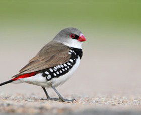 Capertee Valley Bird Trail - Accommodation Noosa 1