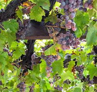  Murrumbateman Winery Company Pty Ltd  - Accommodation Noosa