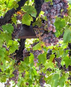  Murrumbateman Winery Company Pty Ltd  - Accommodation Noosa 0