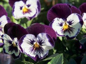 Newtown Park State Rose Garden - Accommodation Noosa 0