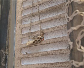 Sacs On Jenkins - Accommodation Noosa 6