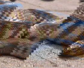 Canberra Reptile Zoo - Accommodation Noosa 1