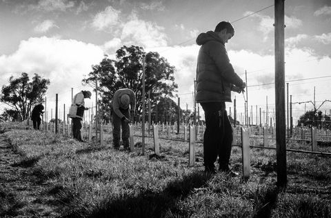 Clonakilla Wines - Accommodation Noosa 4