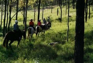 Hunter Valley Horse Riding And Adventures - Accommodation Noosa 0
