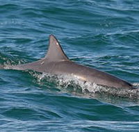 Byron Bay Dolphin Wildlife Tours - Accommodation Noosa