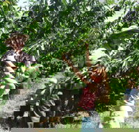 Forest Range Cherries - Accommodation Noosa