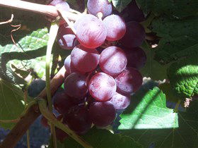 Top Note Vineyard - Accommodation Noosa 1