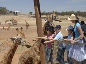 Monarto Open Range Zoo - Accommodation Noosa 0