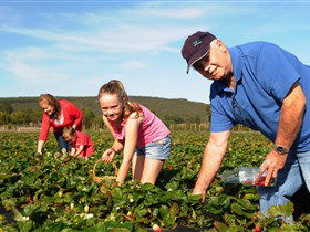 Mount Compass And District Produce And Tourist Trail - Accommodation Noosa 1
