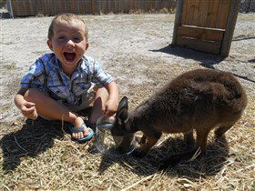 Animal Farm Goolwa - Accommodation Noosa 0