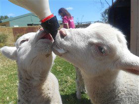 Animal Farm Goolwa - Accommodation Noosa 1