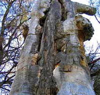 Junction Island Nature Reserve Canoe Tree and Walking Track - Accommodation Noosa