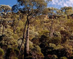 Ka Ka Mundi, Carnarvon National Park - Accommodation Noosa 0