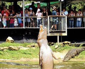 Crocodylus Park - Accommodation Noosa 0