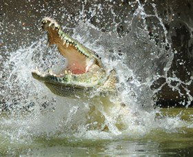 Crocodylus Park - Accommodation Noosa 5