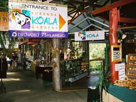 Kuranda Koala Gardens - Accommodation Noosa 3