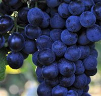 De Bortoli Wines Bilbul - Accommodation Noosa