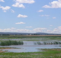 Fivebough Wetlands - Accommodation Noosa