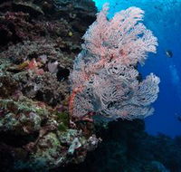 Barracuda Bommie Dive Site - Accommodation Noosa