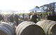Quoin Hill Vineyard - thumb 6