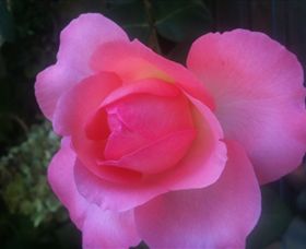 Abandon Stress Mobile Massage - Accommodation Noosa 2