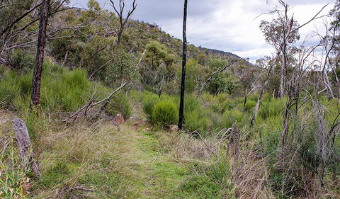 Lynchs Loop Trail - Accommodation Noosa 0