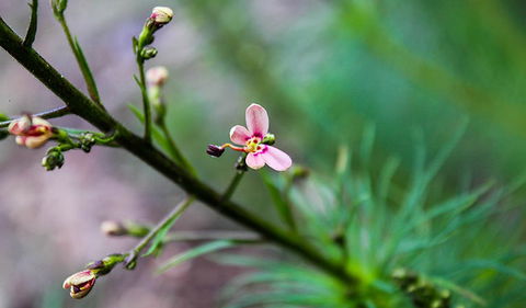 Lynchs Loop Trail - Accommodation Noosa 2