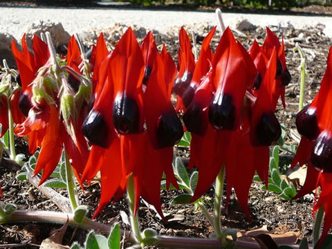 Australian Inland Botanic Gardens - Accommodation Noosa 1