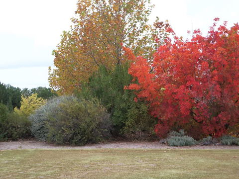 Australian Inland Botanic Gardens - Accommodation Noosa 2