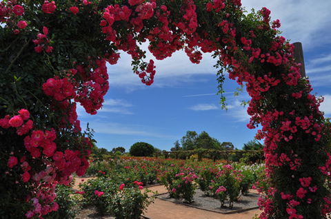 Australian Inland Botanic Gardens - Accommodation Noosa 3
