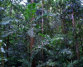 Kutini-Payamu (Iron Range) National Park (CYPAL) - Accommodation Noosa 2