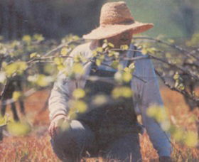 Canobolas Smith Winery - Accommodation Noosa 0