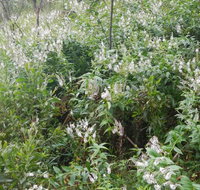 Snowgum walking track - Accommodation Noosa