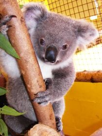 Cooberrie Park Wildlife Sanctuary - Accommodation Noosa 0