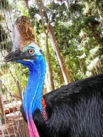 Cooberrie Park Wildlife Sanctuary - Accommodation Noosa 1