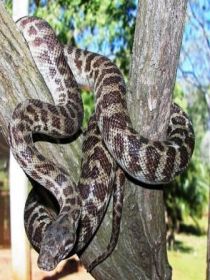 Cooberrie Park Wildlife Sanctuary - Accommodation Noosa 3