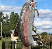 Big Trout - Accommodation Noosa