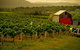 Around Hermitage Wine And Food Trail Hunter Valley - thumb 0