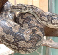 Armadale Reptile Centre - Accommodation Noosa