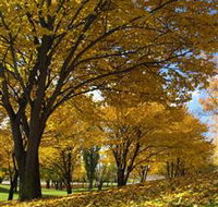 Centennial Park at Cooma - Accommodation Noosa