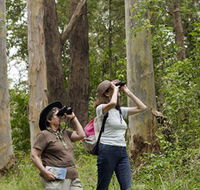 Chichester State Forest - Accommodation Noosa